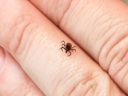 В Курской области зарегистрированы первые случаи заболевания клещевым боррелиозом