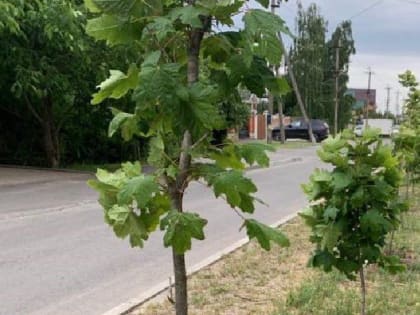 В летний период чаще поливают растения