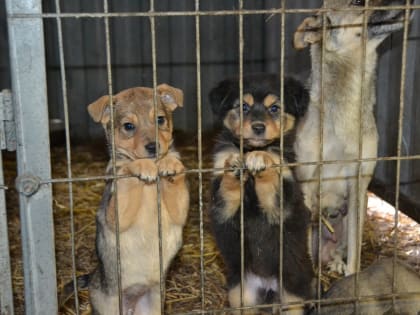 Курская прокуратура направила письмо в мэрию об отлове бродячих собак