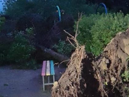 В Курске штормовой ветер повалил семь аварийных деревьев