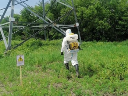 В Курске от борщевика Сосновского обработали участки площадью более гектара