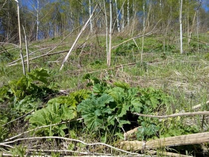 В Курской области очаги распространения борщевика наносят на специальную карту