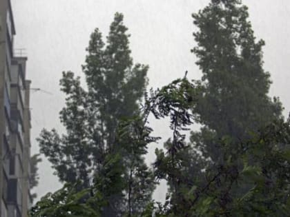 В Курской области 25 июня ожидаются дожди с грозами и до +25 градусов