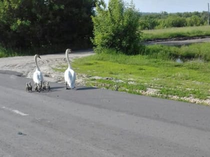 В Курской области лебеди переселялись пешком