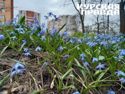 В Курской области прогнозируют дожди и до +16 градусов