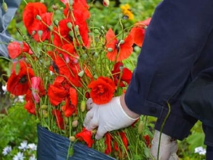 В Железногорске проходит третий этап операции «Мак»