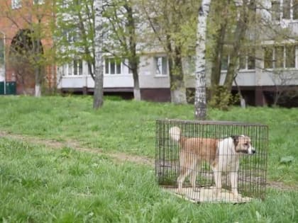 В Центральном округе Курска продолжается работа по отлову бесхозяйных животных
