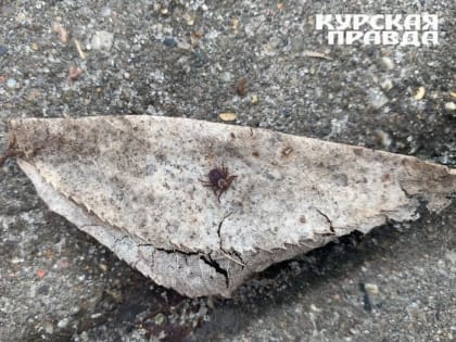 В Курской области с начала года 11 человек заболели боррелиозом