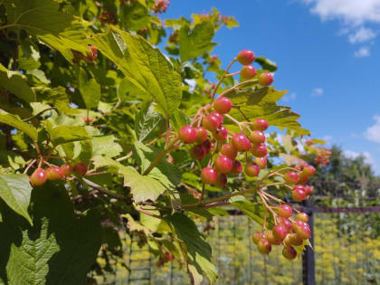 В Курске 21 июля ожидается +29 градусов