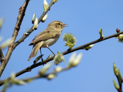 12 апреля курян ждут кратковременные дожди и до +17 градусов