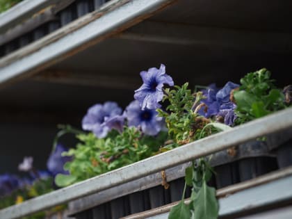 На Театральной площади Курска высадят почти 5000 цветов