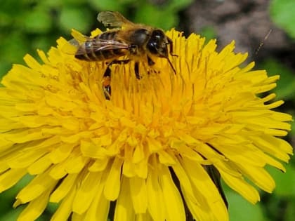 28 апреля в Курске похолодает до +16 градусов