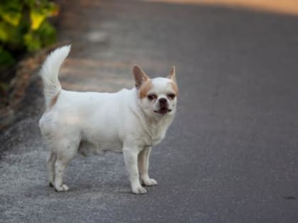 Жительница Курска проиграла суд из-за неудачного лечения собаки