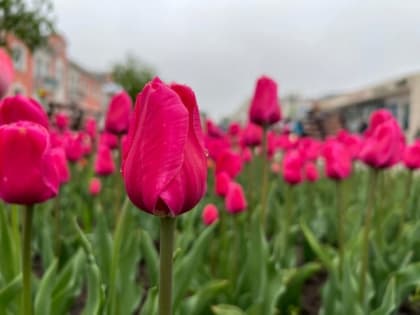 В Курской области 4 мая ожидаются дожди, туман и до 20 градусов тепла