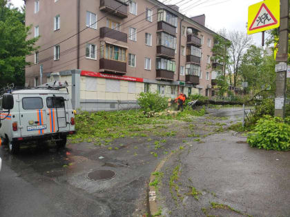 В Курске убирают рухнувшие из-за непогоды деревья