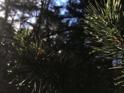 В Курской области установилась аномально теплая погода для конца января