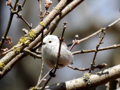 Ночью 31 марта в Курске похолодает до -5 градусов и пройдет мокрый снег