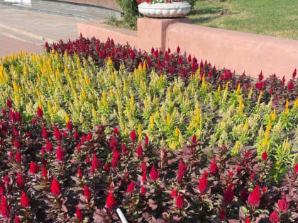 В Курске помогают цветам пережить жару