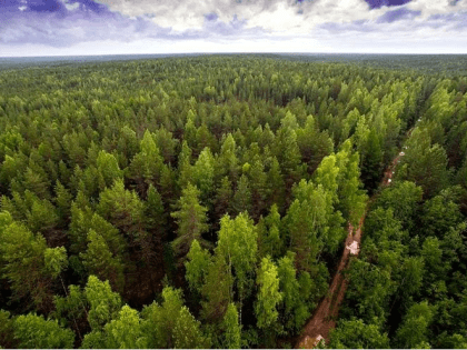 Рослесхоз планирует провести инвентаризацию лесов в новых субъектах России
