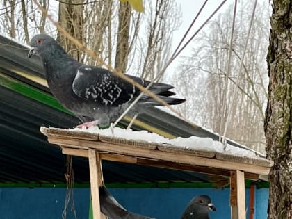 Дошкольное воспитание. «Покормите птиц…»