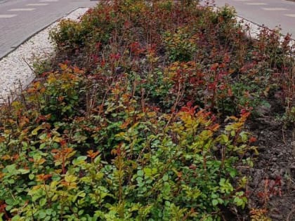 Подрядные организации облагораживают клумбу в центре Курска