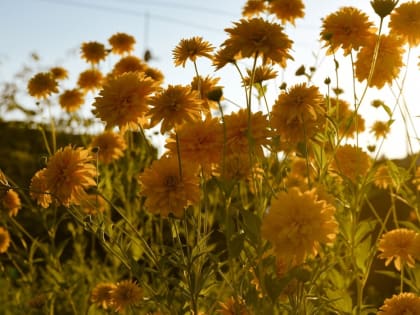 Погода в Курской области: тепло и туман