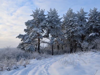 В последний день января в Курске пройдет небольшой снег