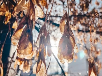 В Курске установлен температурный рекорд