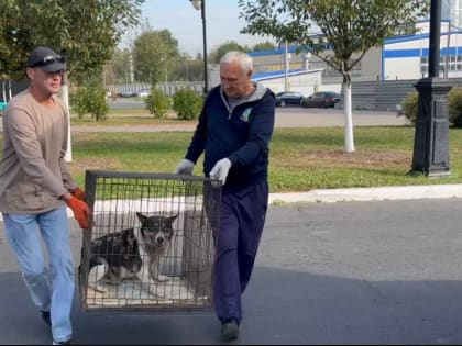 В Курске продолжается работа по отлову бесхозяйных животных