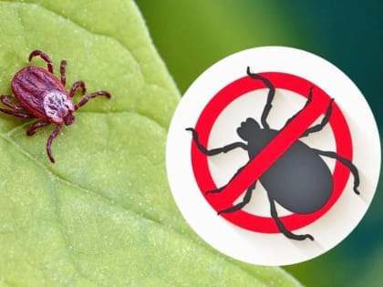 «Горячая линия» по вопросам защиты от клещей