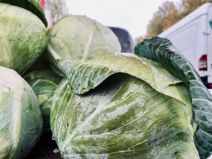 В Курске прошла заключительная ярмарка «Осень-2023»