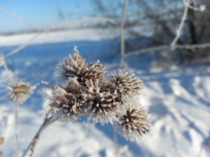 В Курской области 15 января ожидаются снег и потепление
