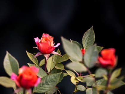 Курян предупреждают об аномальной жаре 17 и 18 июля