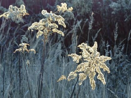 В Курске сегодня будет морозная и ясная погода