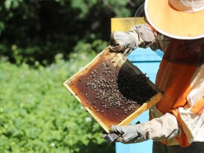 За погибших пчел с организации «Щигрыагросервис» взыскали 4 миллиона