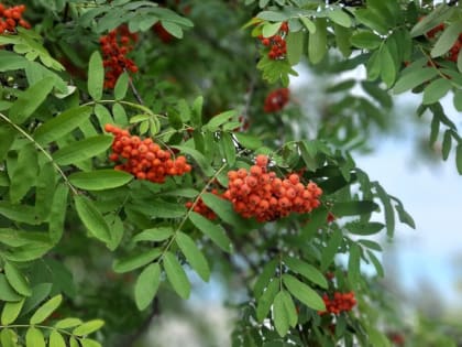 В Курской области 1 октября ожидаются небольшие дожди и до +26 градусов