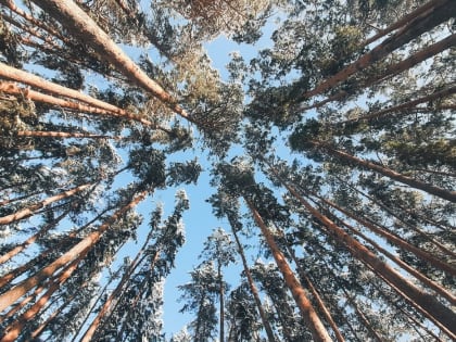 В Курской области 19 января ожидаются дожди и потепление до +8 градусов