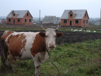 В Курской области от сибирской язвы привили более 50% сельхозживотных