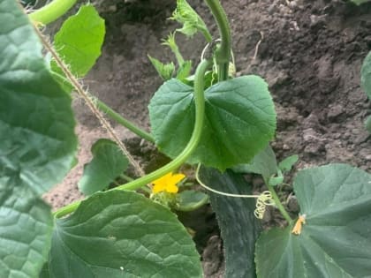 В школе-интернате есть своя теплица