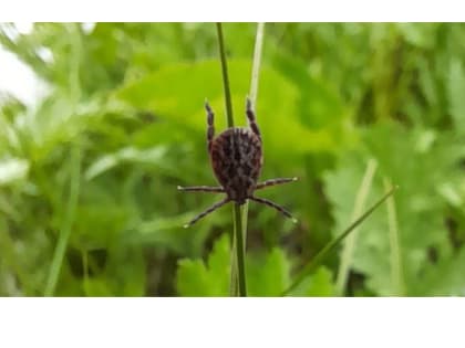 Увеличение случаев укусов клещей в регионе