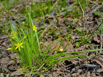 16 марта в Курске ожидаются дожди, туман и до +9 градусов