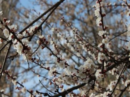 В Курской области 19 апреля будет до +19 градусов