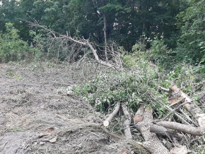 Очистка леса от вредителей в Курске