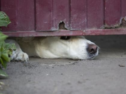 В Курской области в 2024 году 2833 человека обратились в больницу после укусов собак