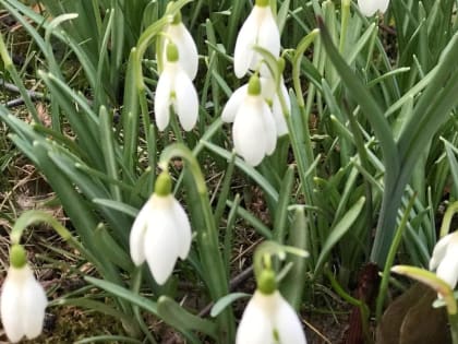 В Курске 3 апреля будет пасмурно и до 11 градусов тепла