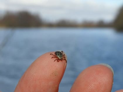 В Курской области активизировались клещи