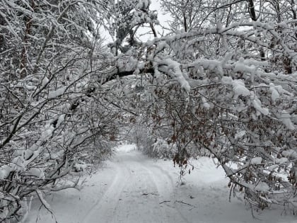 Днем 16 февраля в Курске будет до -7 градусов