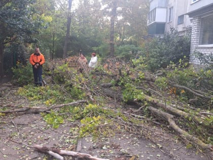 В Курске во время сильного ветра 12 октября упали два дерева