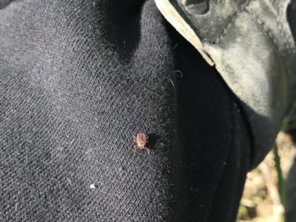 Губернатор Курской области поручил провести обработку от клещей