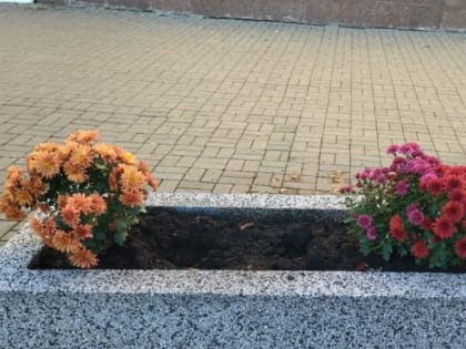 За этот год в Курске было высажено 220 тысяч цветов